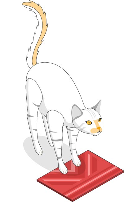 use old carpets saviour from cat scratches
